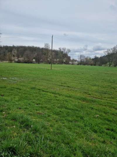 Rhodesian Ridgeback-Beitrag-Bild