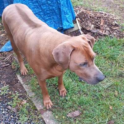 Rhodesian Ridgeback-Beitrag-Bild