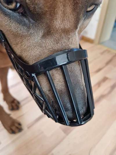 Rhodesian Ridgeback-Beitrag-Bild