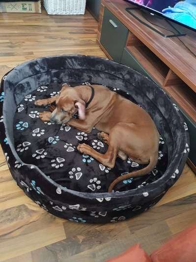 Rhodesian Ridgeback-Beitrag-Bild