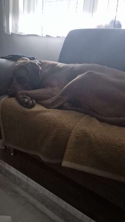 Rhodesian Ridgeback-Beitrag-Bild