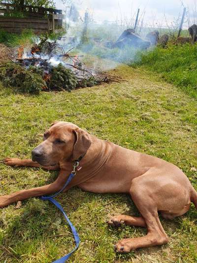 Rhodesian Ridgeback-Beitrag-Bild