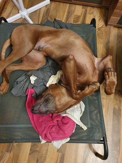 Rhodesian Ridgeback-Beitrag-Bild