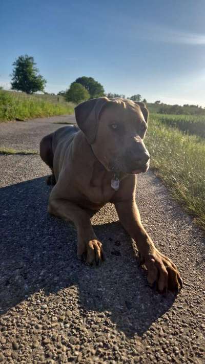 Rhodesian Ridgeback-Beitrag-Bild
