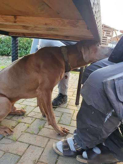 Rhodesian Ridgeback-Beitrag-Bild