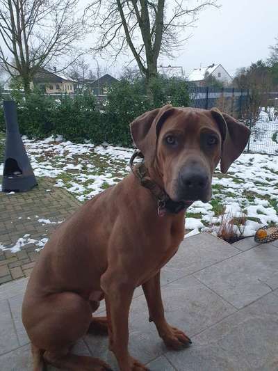 Rhodesian Ridgeback-Beitrag-Bild