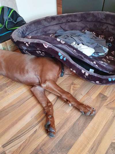 Rhodesian Ridgeback-Beitrag-Bild