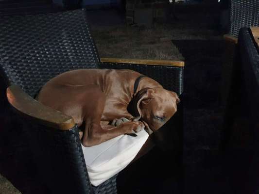 Rhodesian Ridgeback-Beitrag-Bild