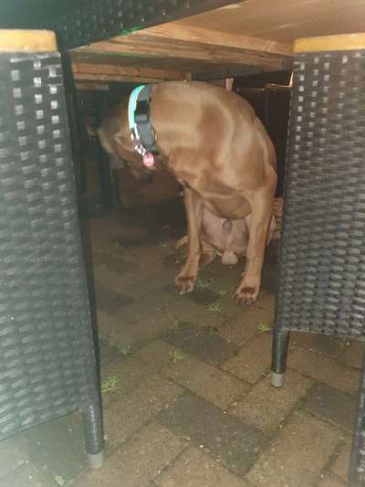 Rhodesian Ridgeback-Beitrag-Bild