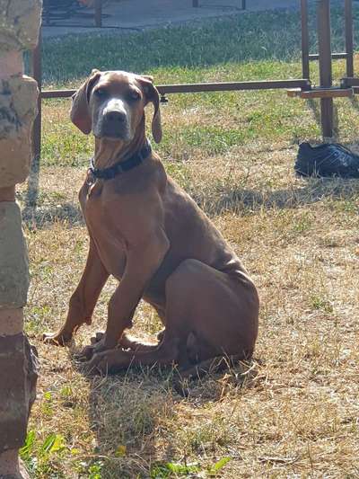 Rhodesian Ridgeback-Beitrag-Bild