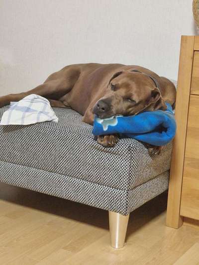 Rhodesian Ridgeback-Beitrag-Bild