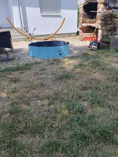 Rhodesian Ridgeback-Beitrag-Bild