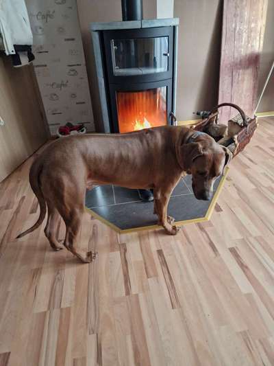 Rhodesian Ridgeback-Beitrag-Bild