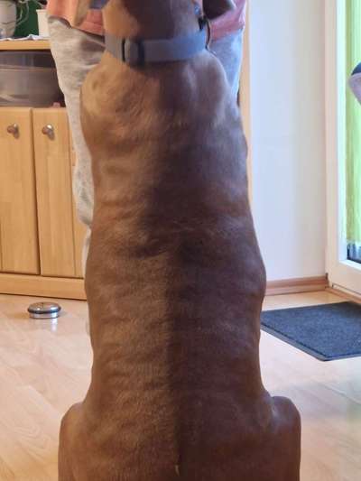 Rhodesian Ridgeback-Beitrag-Bild