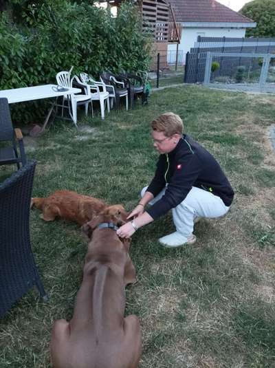 Rhodesian Ridgeback-Beitrag-Bild