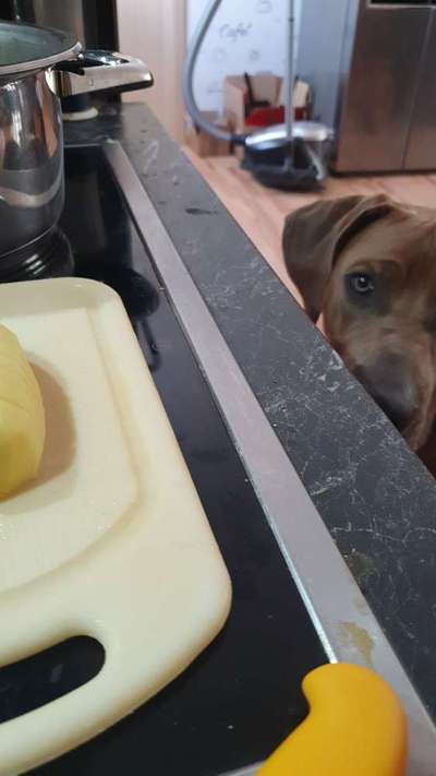 Rhodesian Ridgeback-Beitrag-Bild