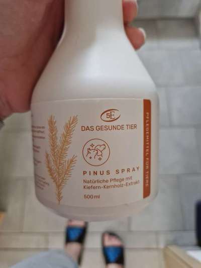 Rhodesian Ridgeback-Beitrag-Bild