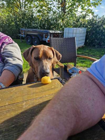 Rhodesian Ridgeback-Beitrag-Bild