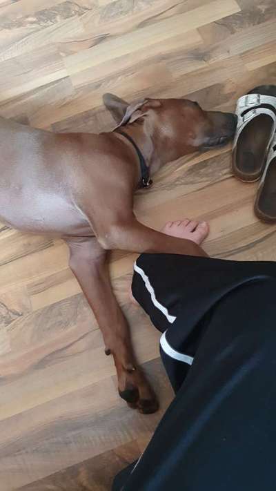 Rhodesian Ridgeback-Beitrag-Bild