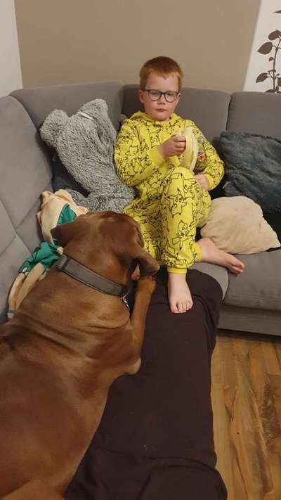 Rhodesian Ridgeback-Beitrag-Bild