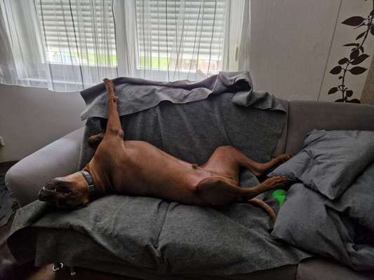 Rhodesian Ridgeback-Beitrag-Bild