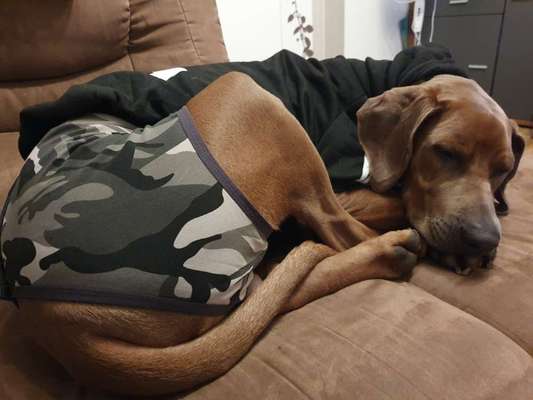 Rhodesian Ridgeback-Beitrag-Bild