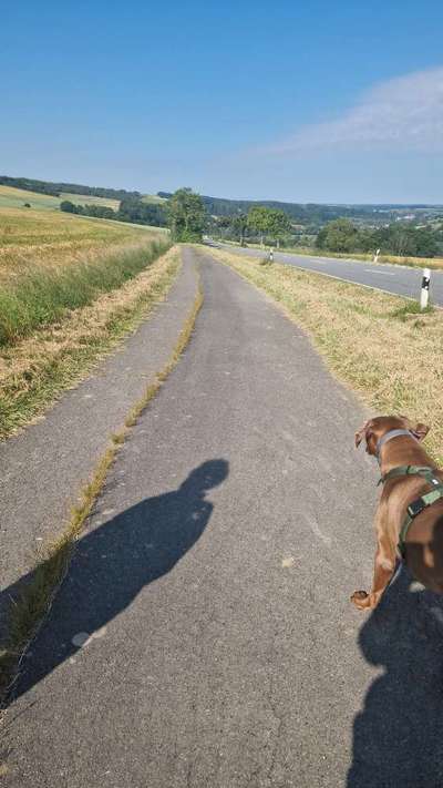 Rhodesian Ridgeback-Beitrag-Bild