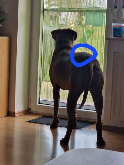 Rhodesian Ridgeback-Beitrag-Bild