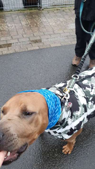 Rhodesian Ridgeback-Beitrag-Bild