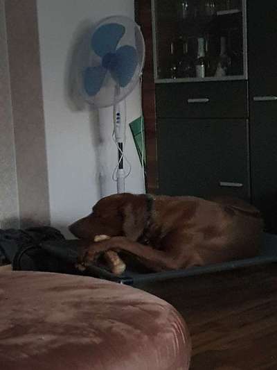 Rhodesian Ridgeback-Beitrag-Bild