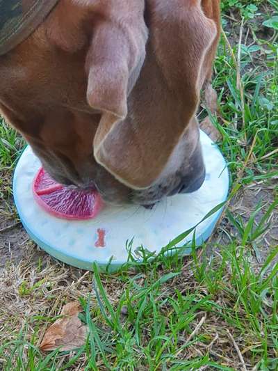 Rhodesian Ridgeback-Beitrag-Bild