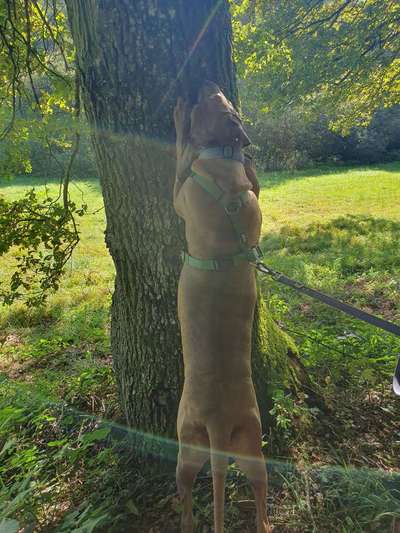 Rhodesian Ridgeback-Beitrag-Bild