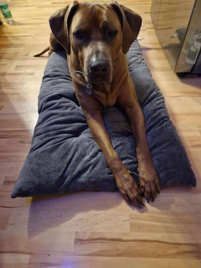 Rhodesian Ridgeback-Beitrag-Bild