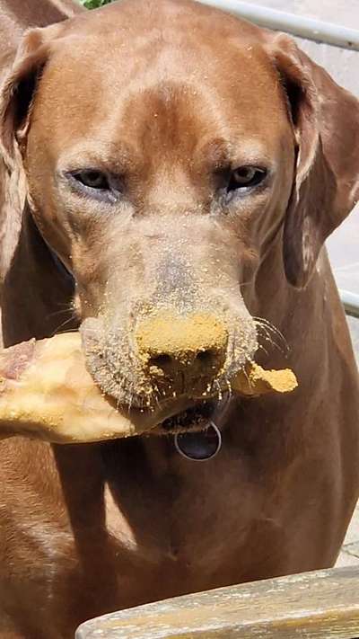 Rhodesian Ridgeback-Beitrag-Bild