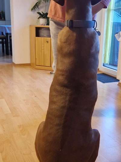 Rhodesian Ridgeback-Beitrag-Bild