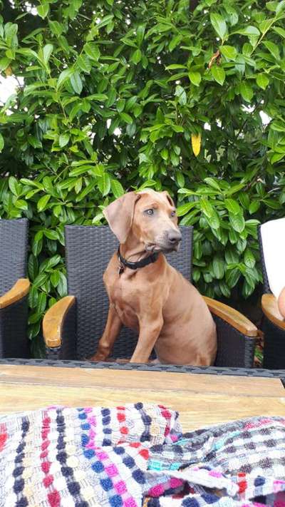 Rhodesian Ridgeback-Beitrag-Bild