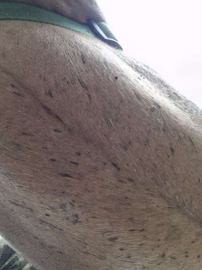 Rhodesian Ridgeback-Beitrag-Bild