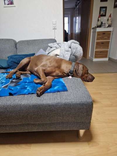 Rhodesian Ridgeback-Beitrag-Bild