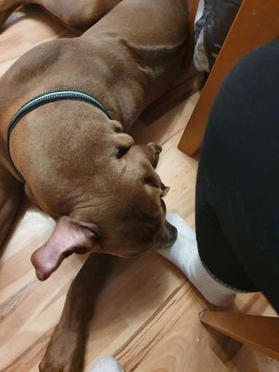 Rhodesian Ridgeback-Beitrag-Bild