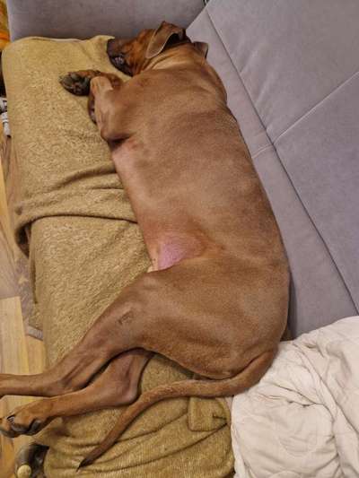 Rhodesian Ridgeback-Beitrag-Bild