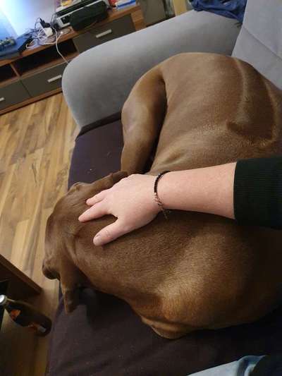 Rhodesian Ridgeback-Beitrag-Bild