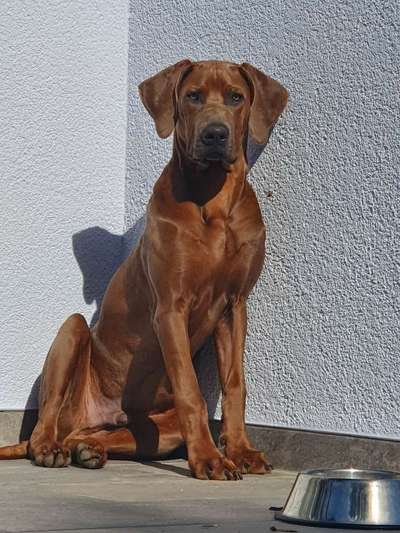 Rhodesian Ridgeback-Beitrag-Bild