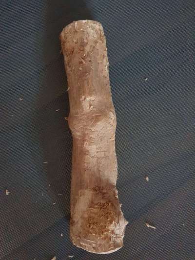 Rhodesian Ridgeback-Beitrag-Bild