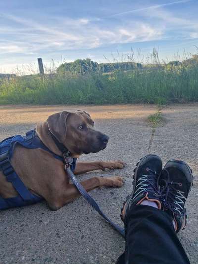 Rhodesian Ridgeback-Beitrag-Bild