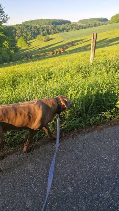 Rhodesian Ridgeback-Beitrag-Bild