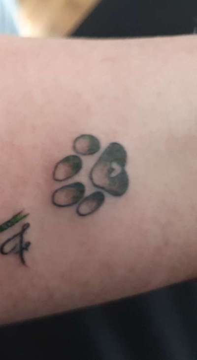 Rhodesian Ridgeback-Beitrag-Bild