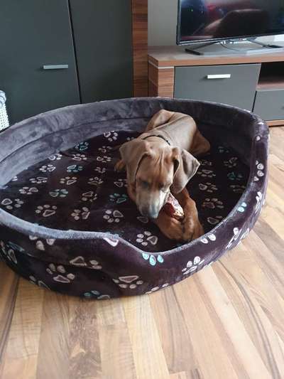 Rhodesian Ridgeback-Beitrag-Bild