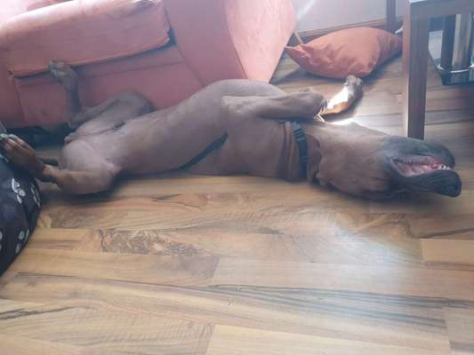 Rhodesian Ridgeback-Beitrag-Bild