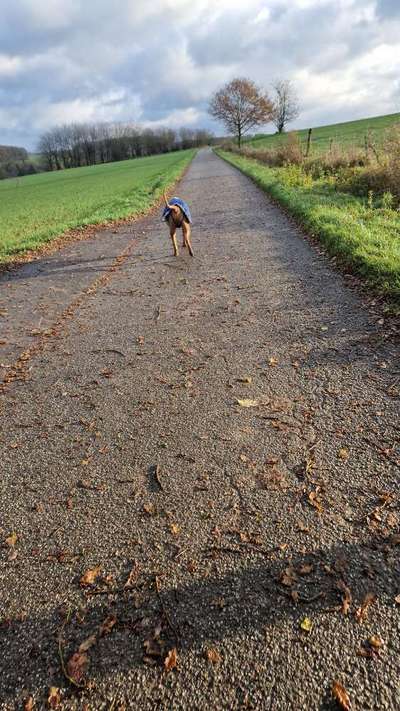 Rhodesian Ridgeback-Beitrag-Bild