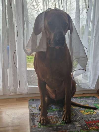Rhodesian Ridgeback-Beitrag-Bild